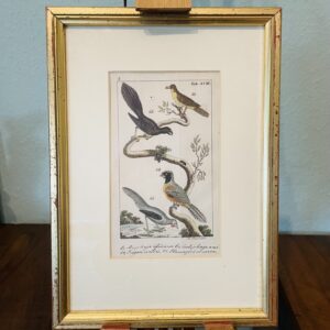 Bild, kolorierter Kupferstich, antik, Johann Xaver Schmuzer, authentisch gerahmt, Sammlerstück