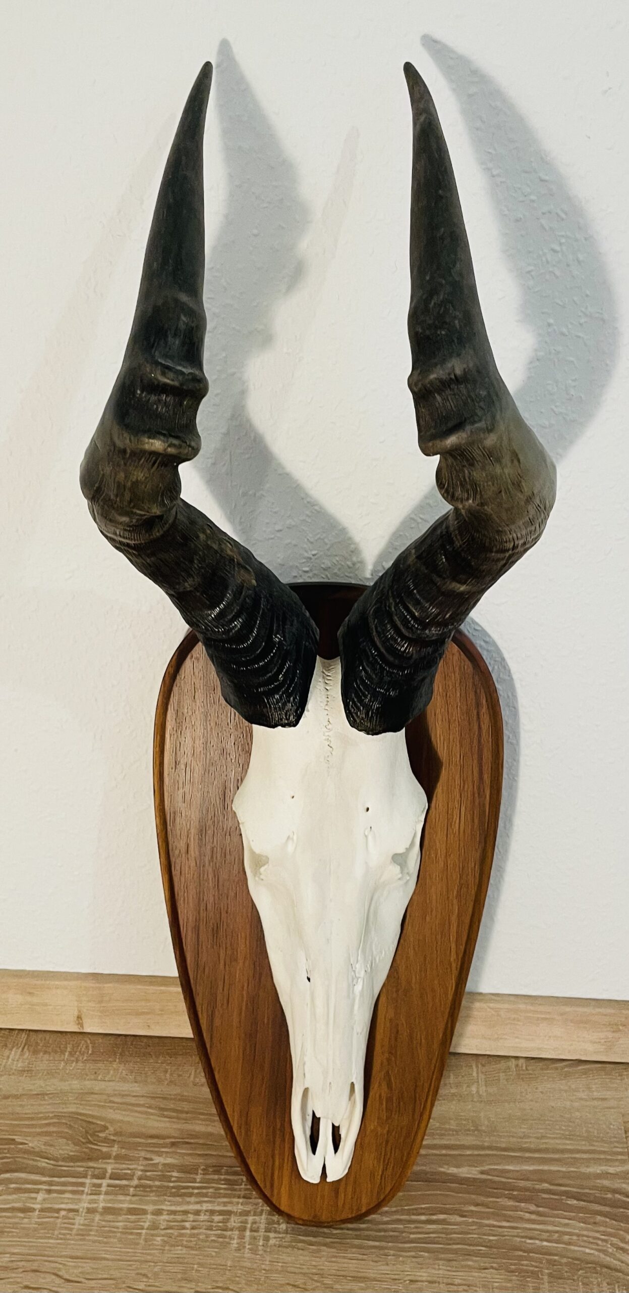 Kuhantilope Trophäe mit Holzschild – Vintage, Große Ausführung, Sammlerstück