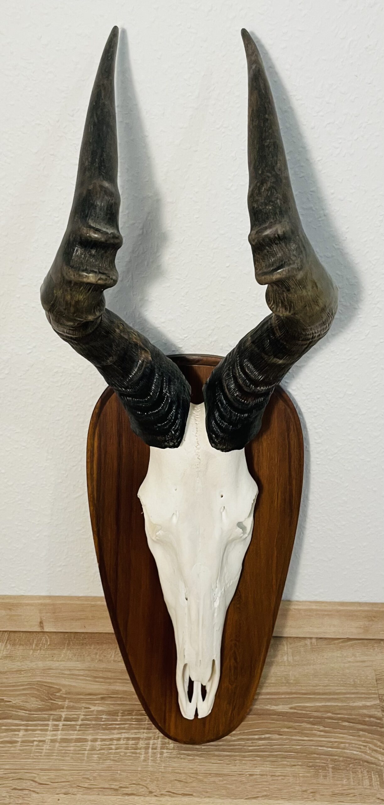 Kuhantilope Trophäe mit Holzschild – Vintage, Große Ausführung, Sammlerstück