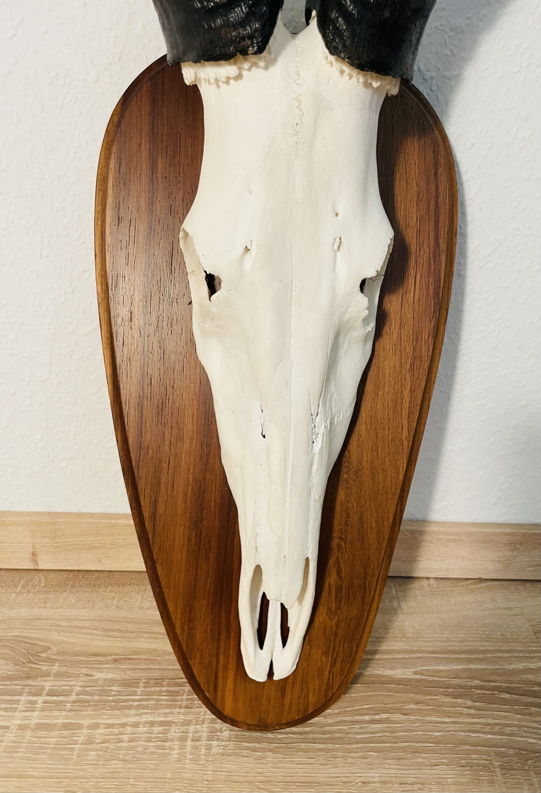 Kuhantilope Trophäe mit Holzschild – Vintage, Große Ausführung, Sammlerstück
