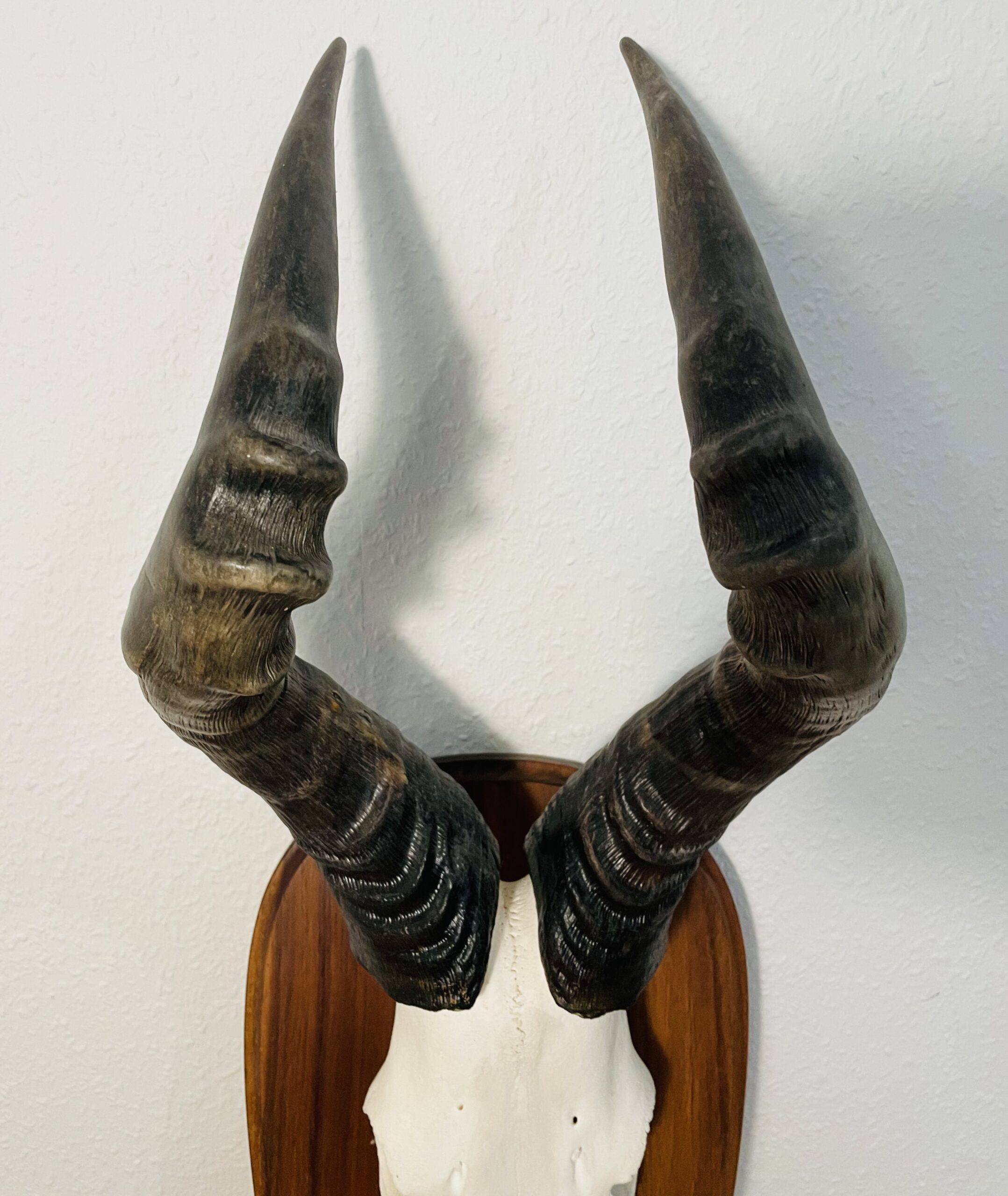 Kuhantilope Trophäe mit Holzschild – Vintage, Große Ausführung, Sammlerstück