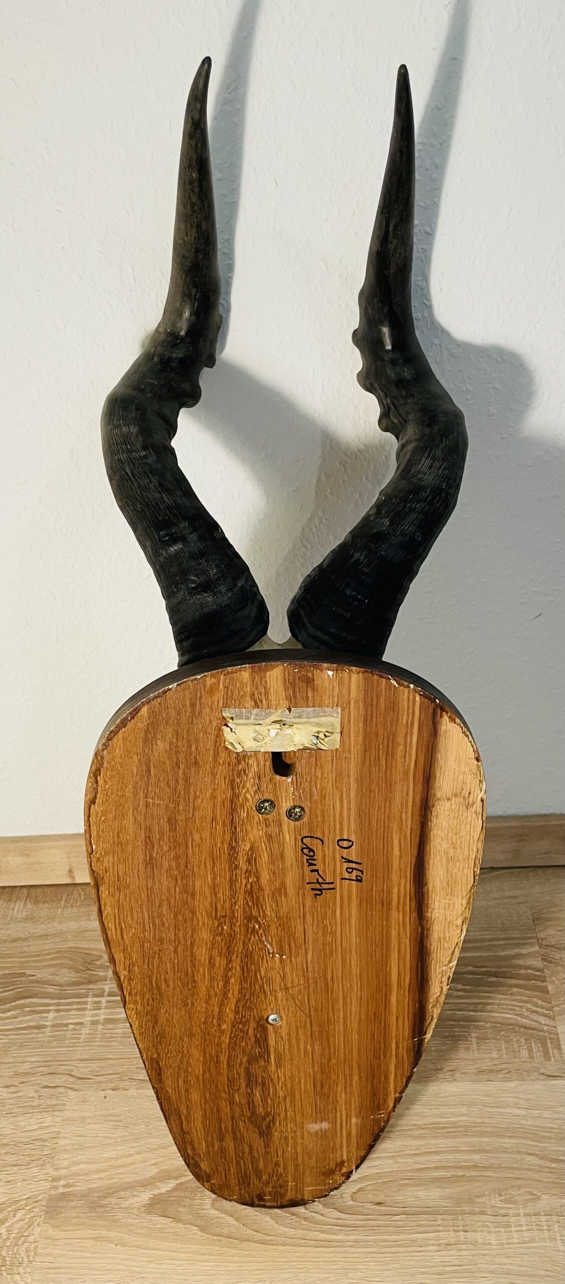 Kuhantilope Trophäe mit Holzschild – Vintage, Große Ausführung, Sammlerstück